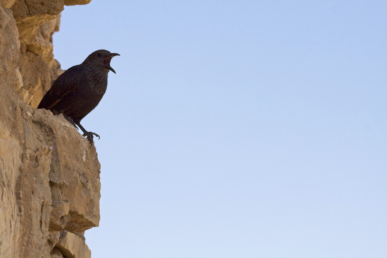 Ein Vogel sitz an einer Felswand in Massada.