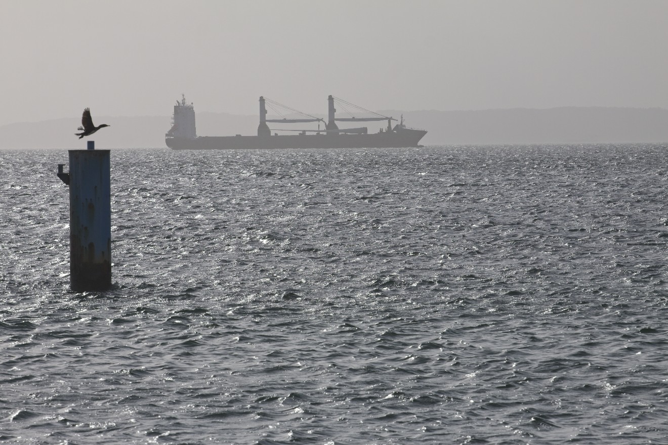 Abhebender Vogel vor Frachtschiff vor Rügen.