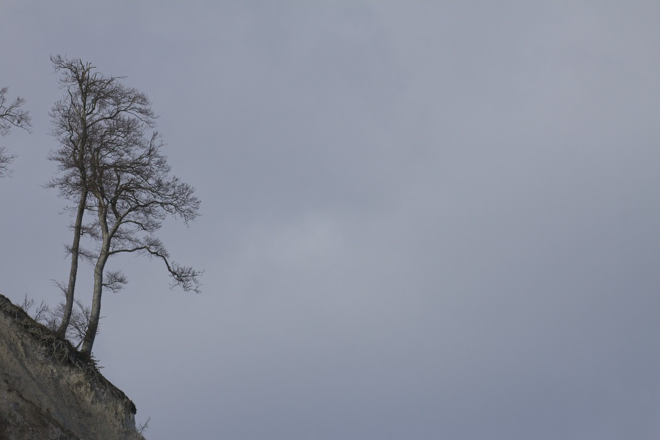 Ein Baum am Abgrund.