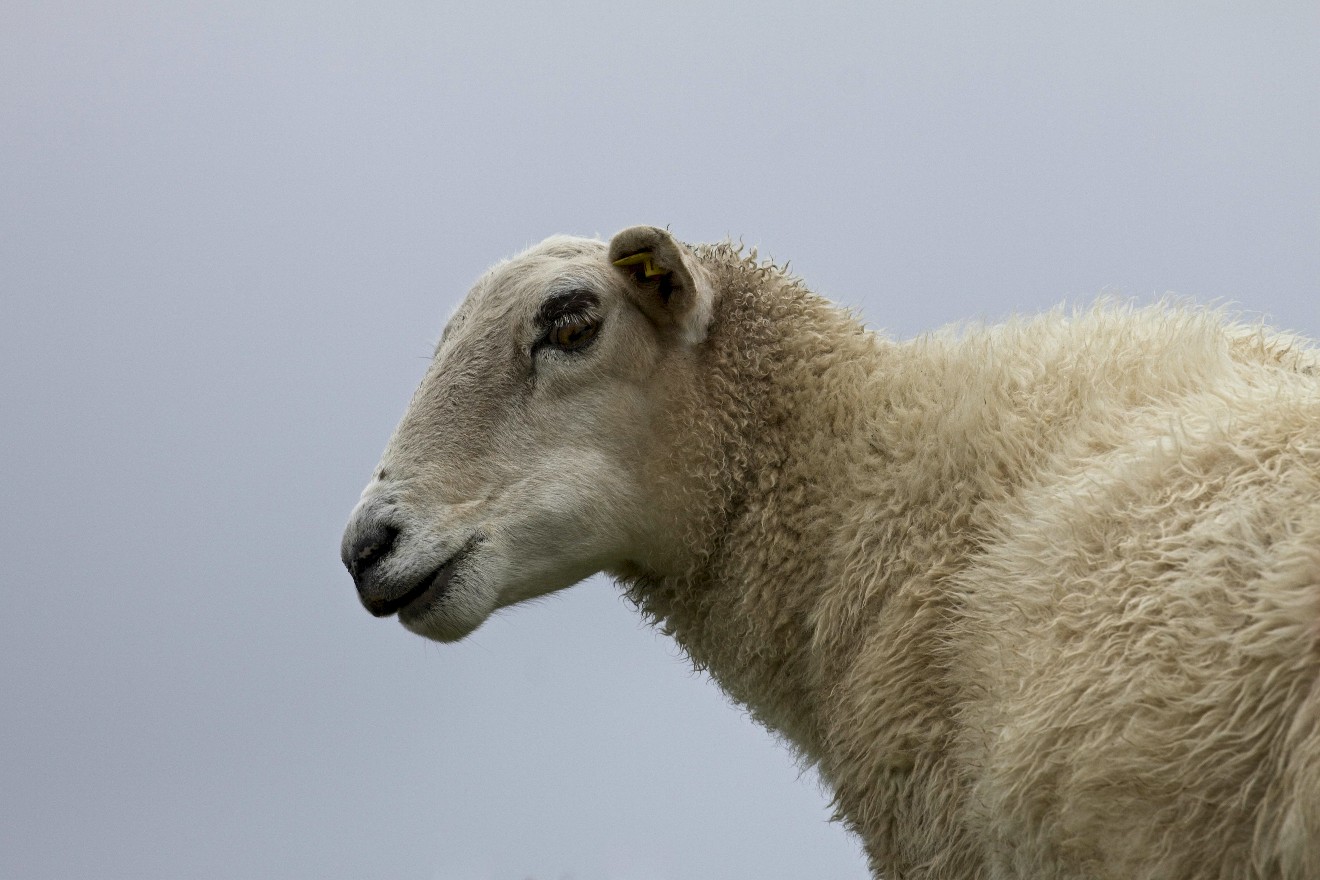 Ein Schaf im Westen Irlands.