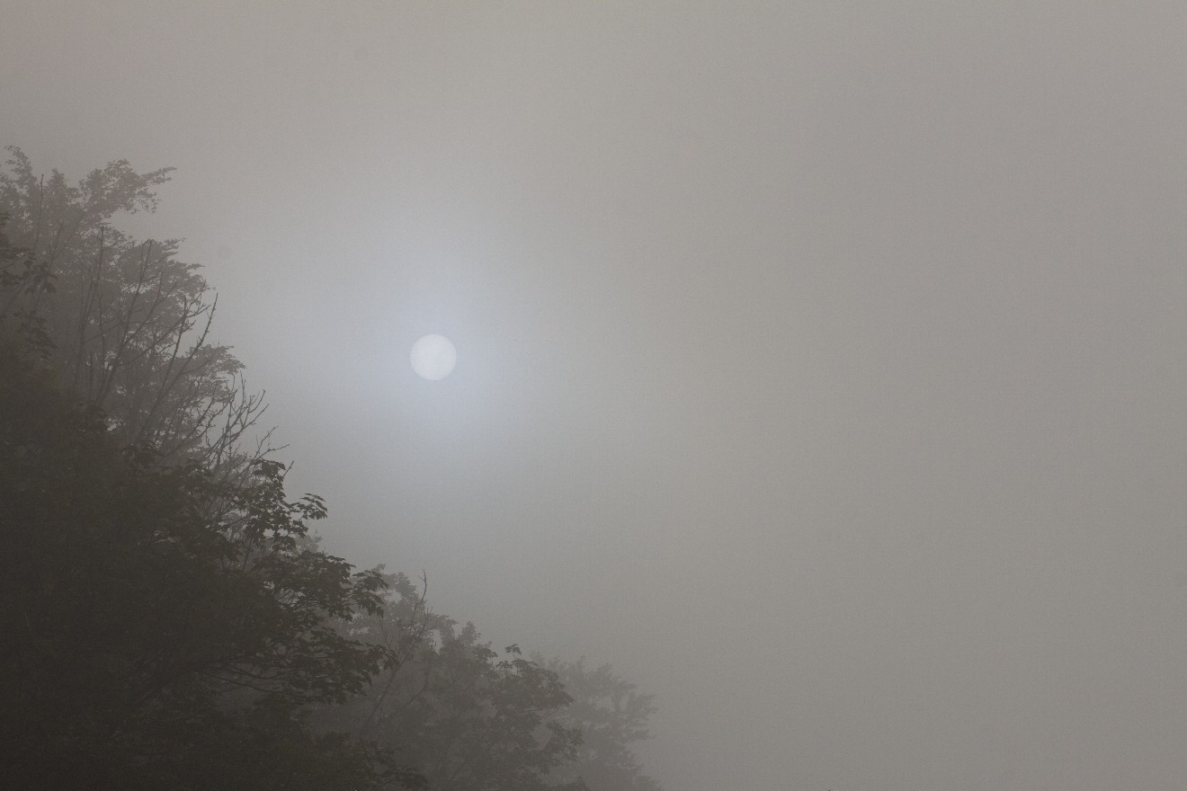Wald und Mond am Königssee,