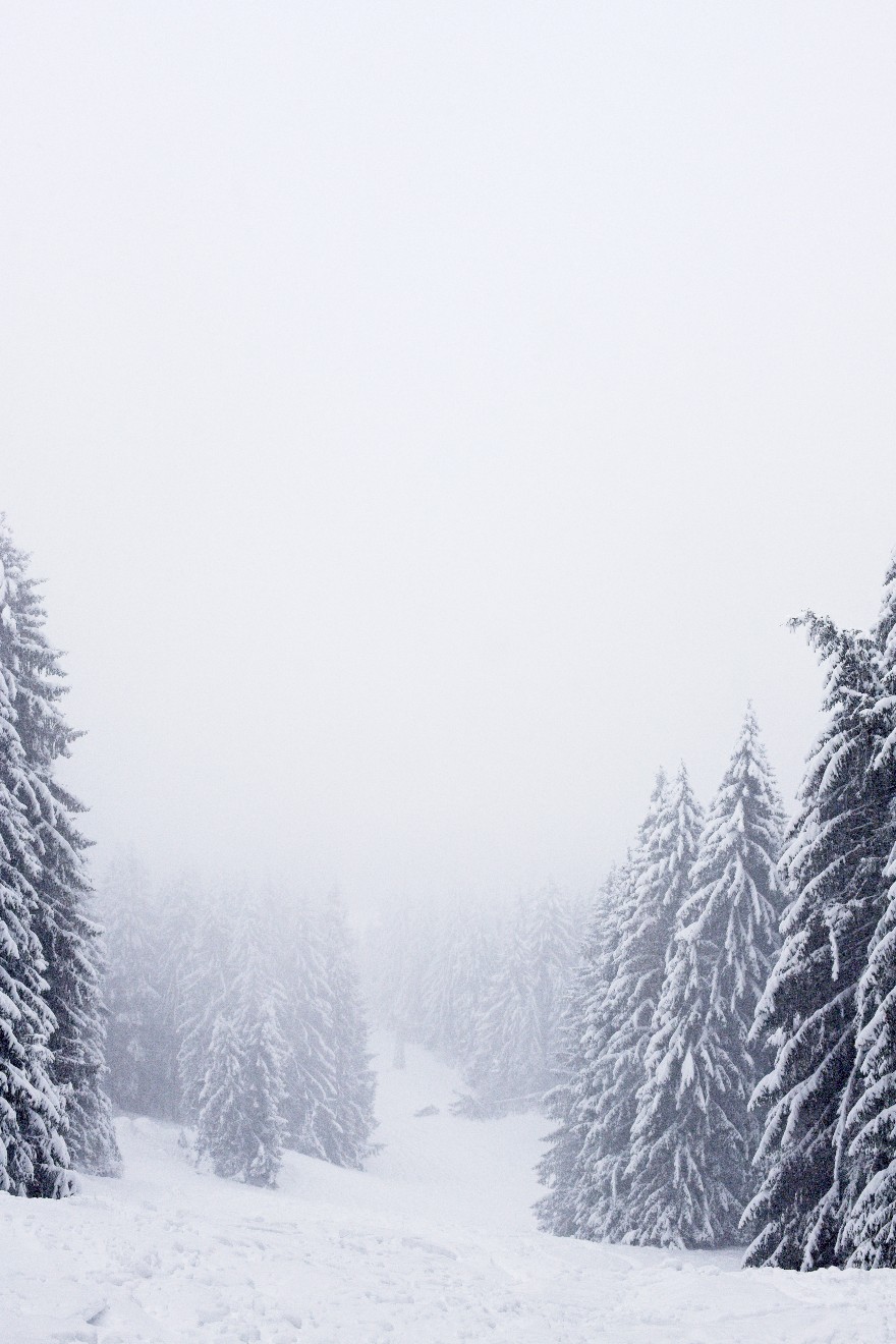 Tannen im Schneenebel.