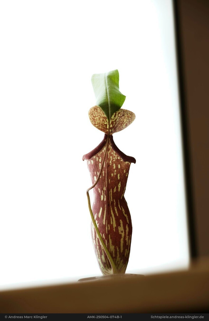 Königin vor Spiegel